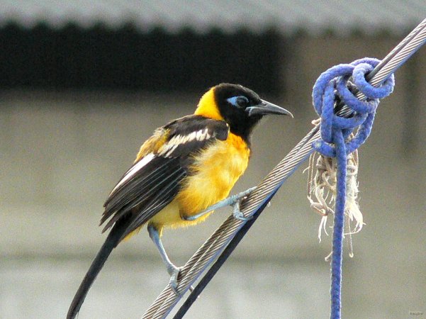 22- Oriole sur un bateau du chantier 